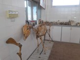 كلية الطب البيطري - جامعة مطروح